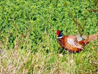 Le printemps des amours