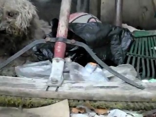 Fiona, le chien aveugle secouru