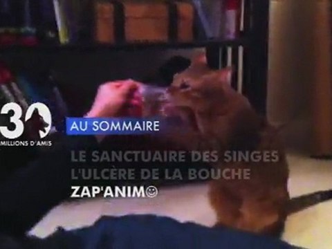 Sommaire émission 30 Millions d'Amis 1/4/2012