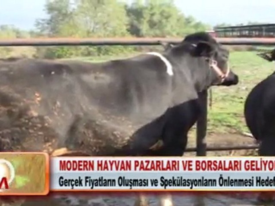 MODERN HAYVAN PAZARLARI VE BORSALARI GELİYOR 23.03.2012.