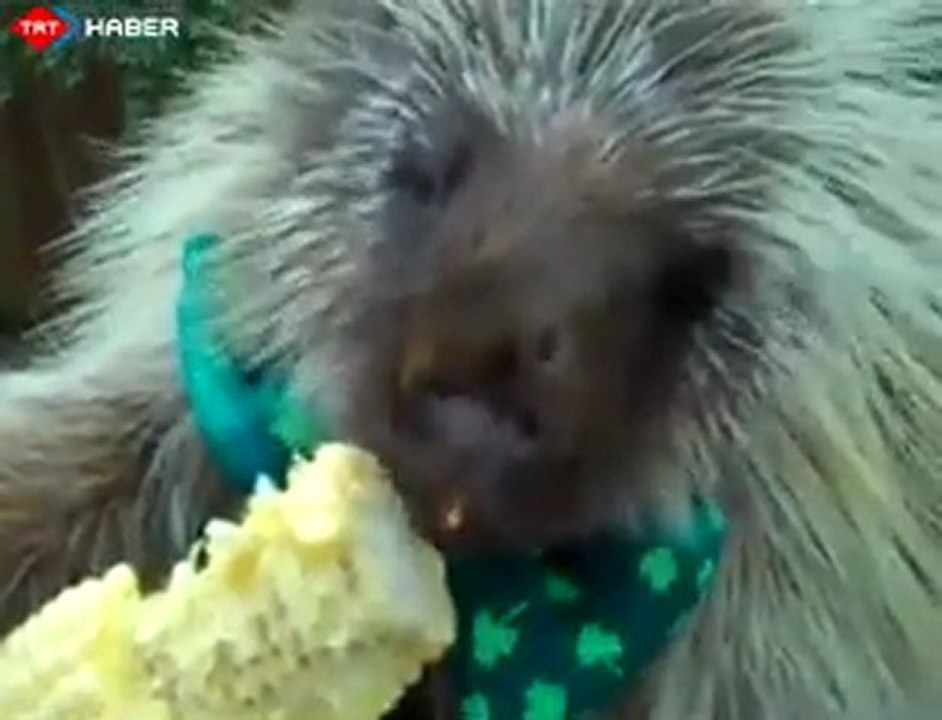 Mısır Yerken Konuşan Kirpi