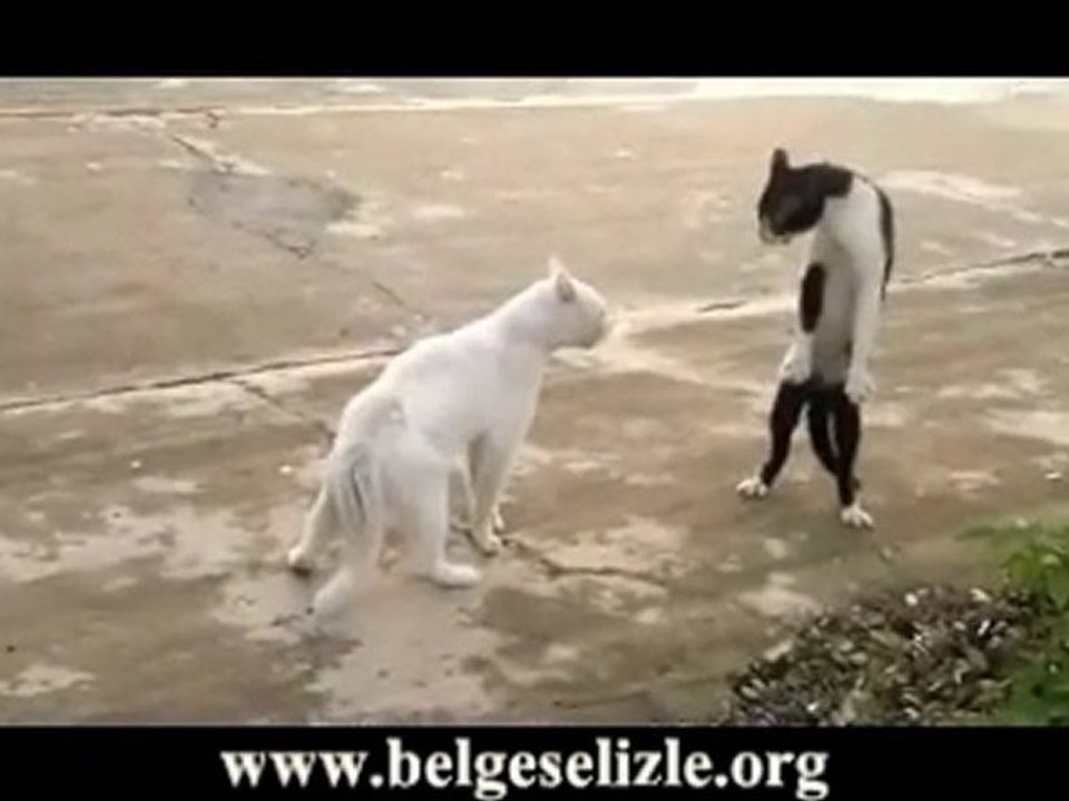 Bu kediler piskopat :)