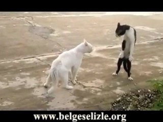 Bu kediler piskopat :)