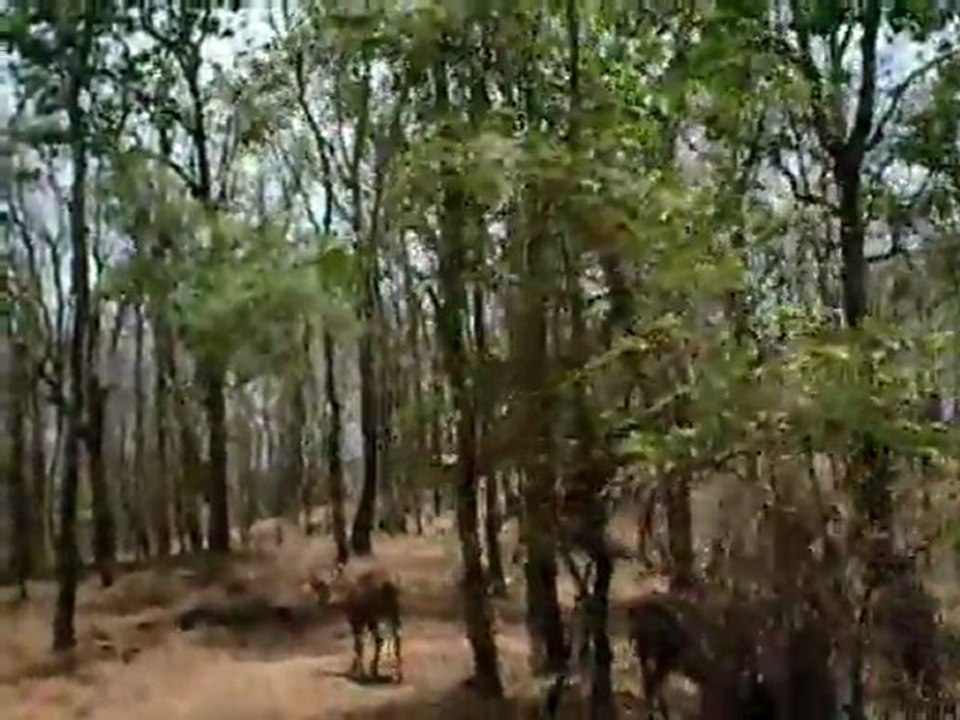 deer park at silvaas
