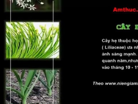 Canh ngao nấu lá hẹ (Vào bếp cùng Sao - số 21) - amthuc.TV - tapchiamthuc.vn