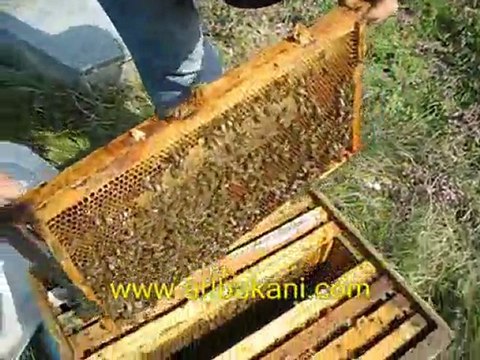 erkek arı yetiştirmek, arıcılık videosu