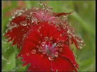 Çeşitli Sanatçılar - Gelin Ey Aşıklar - Aklım Var Diye Söyler