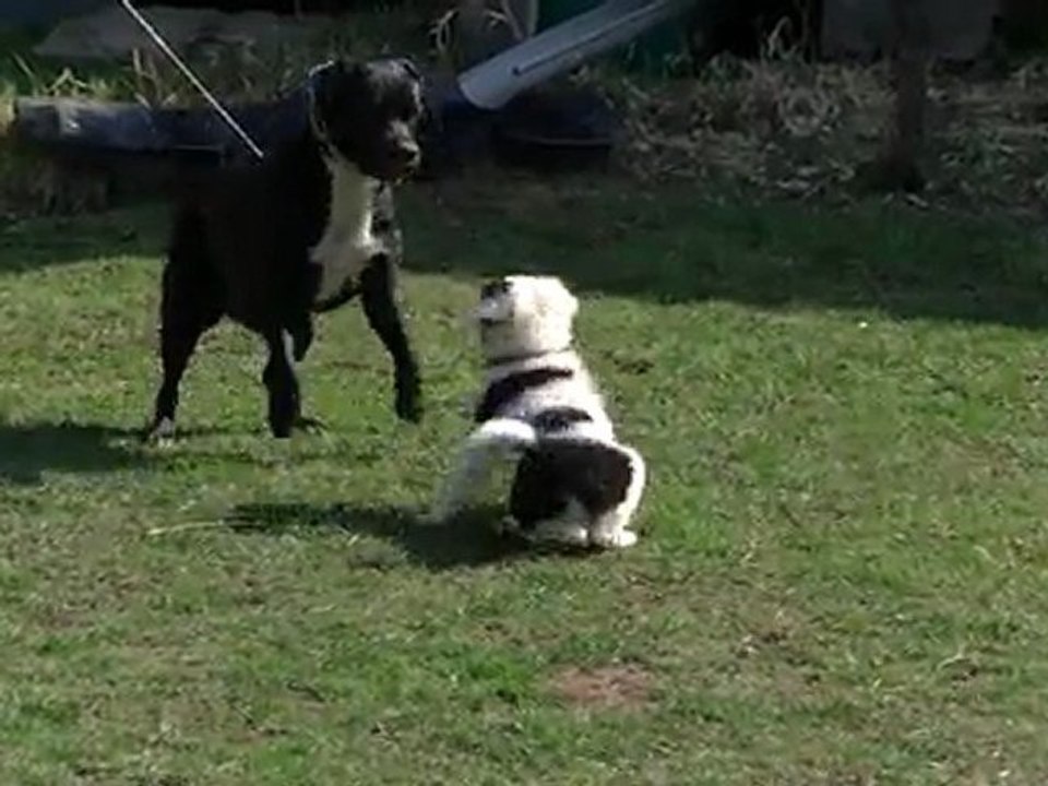 entre jeu et tendresse