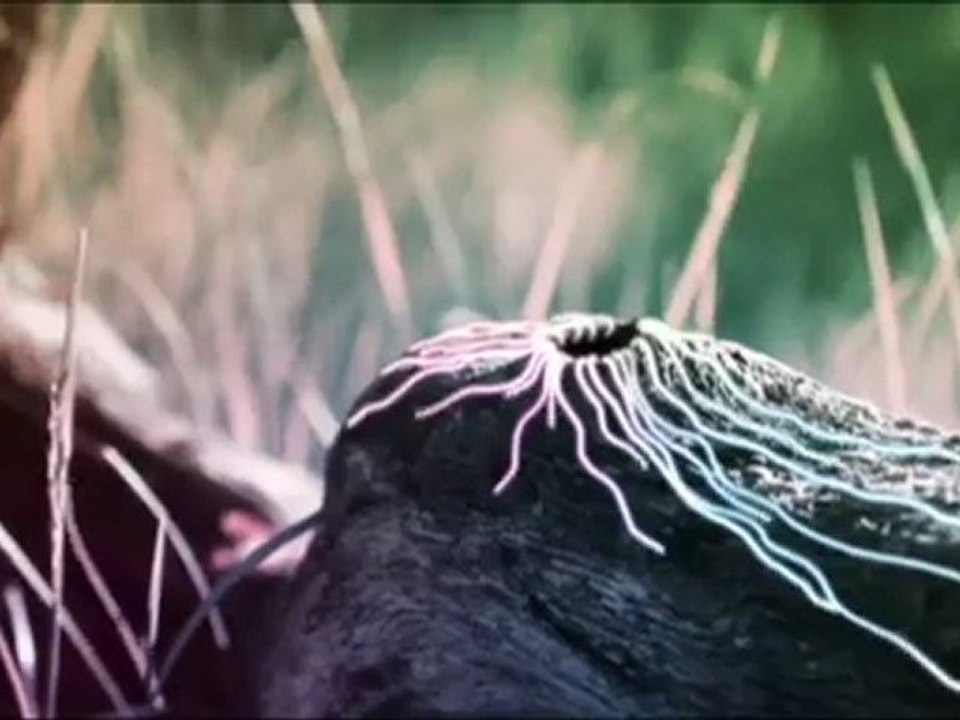 showreel 2012