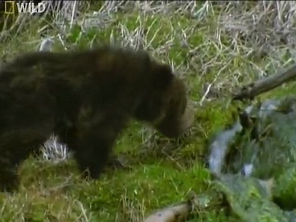 Первозданная природа. Йеллоустон. Священная Природа Америки