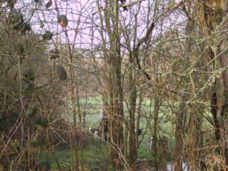 Vénerie du lièvre dans la Mayenne : l'appel des chiens