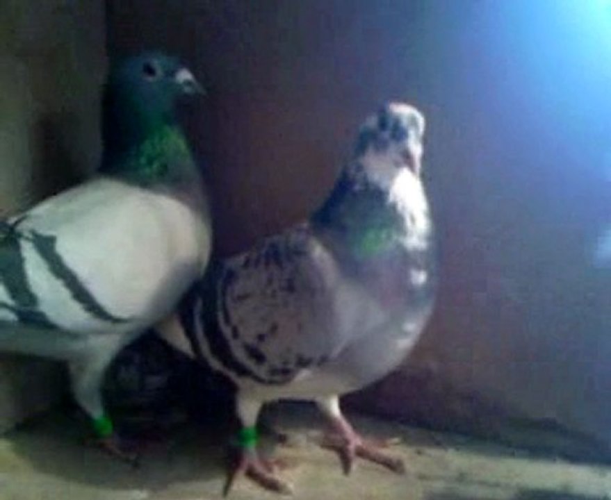 reproducteurs suite de la suite