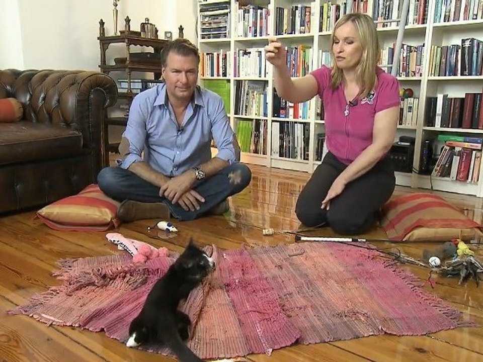 Katzen & Beschäftigung: Spiel mit!