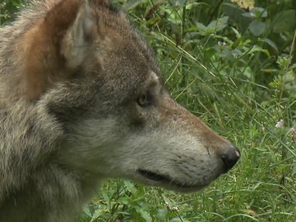 Der Wolf ist zurück