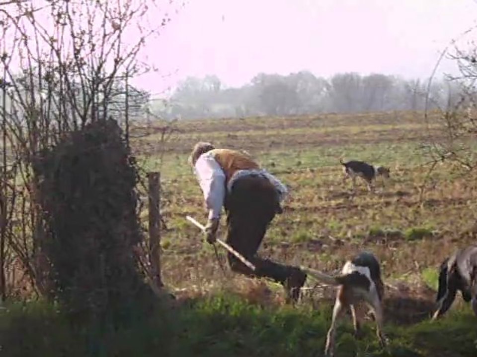 Vénerie du lièvre en Mayenne : Le départ  des chiens pour un laisser-courre