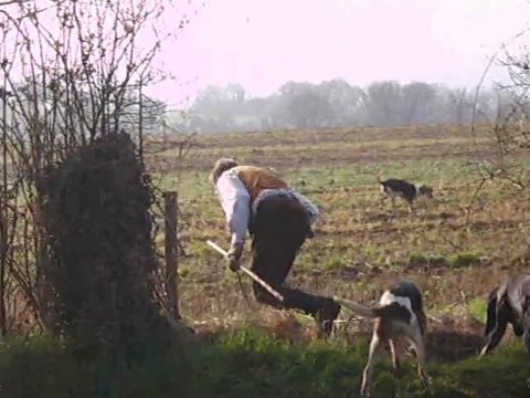 Vénerie du lièvre en Mayenne : Le départ des chiens pour un laisser-courre