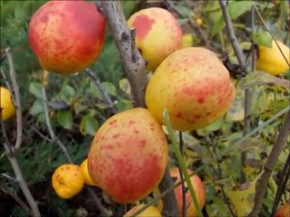 Ландшафтный дизайн для дачи в Подмосковье