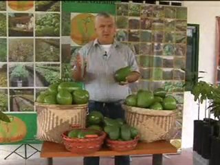 AGUACATES Marzo 26 de 2012