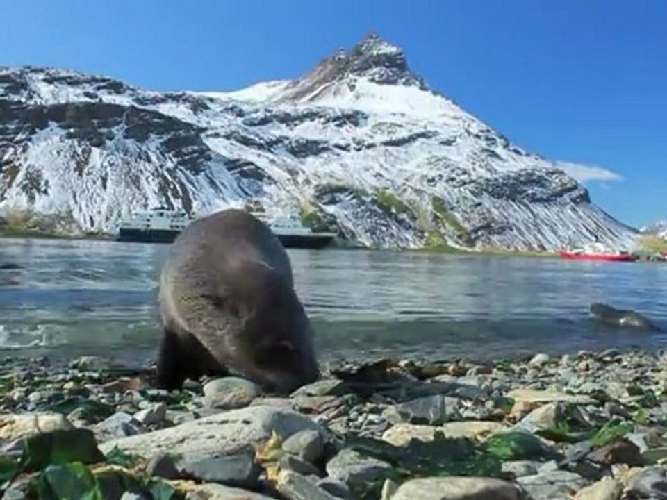 Baby Fur Seals