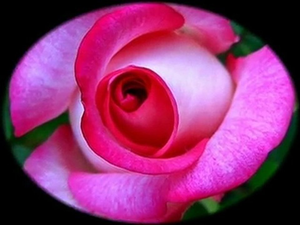 Piękniejsze niż róże