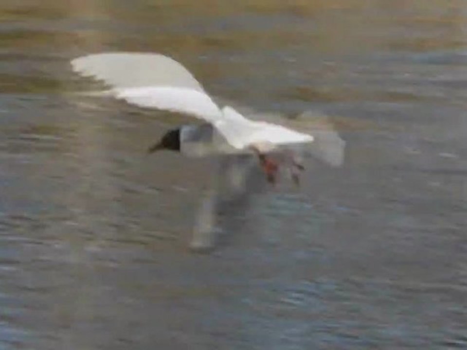 Gwda i jej mieszkańcy