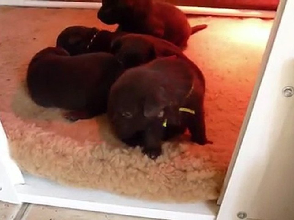 Premiers pas dehors - kelpie pups first step beyond