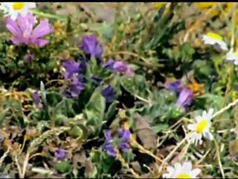 Hüseyin Uğurlu - Ahu Gözlüm