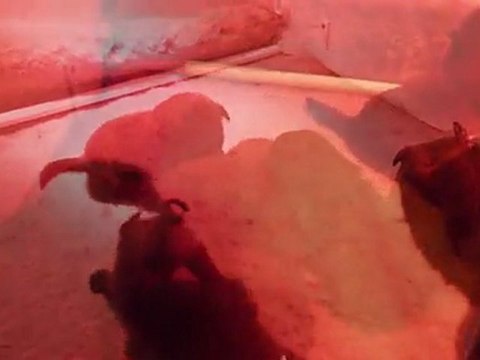 chiots 18 jours - kelpie pups 18 days