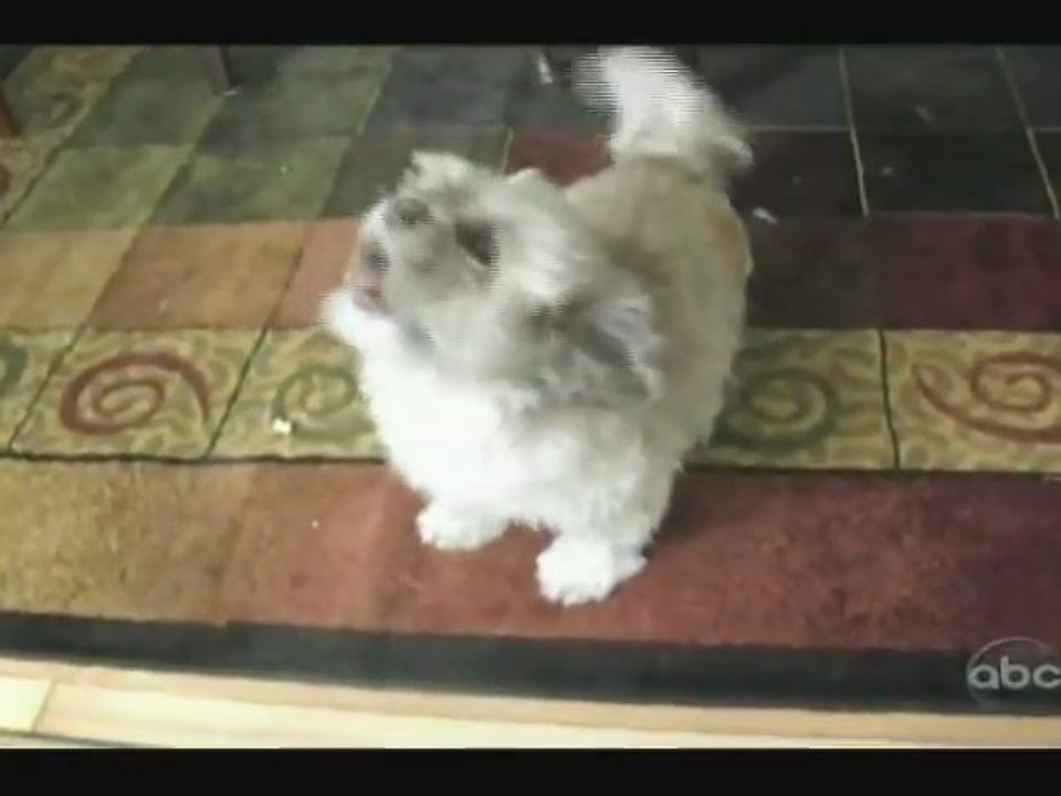 Chien problème de voix ? (ABC)