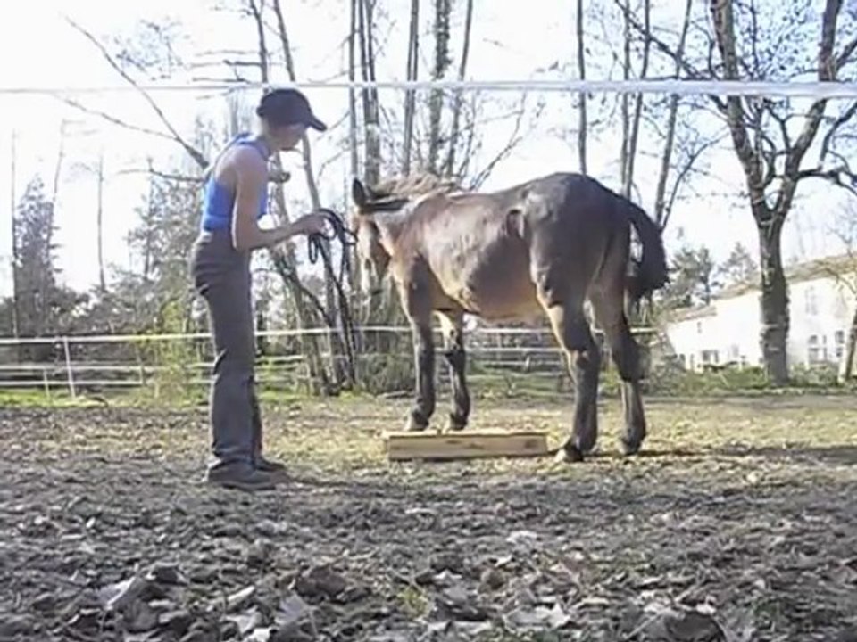 Métisse et sa palette