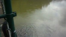 CARDUME DE PEIXE NO RIO PARAIBA DO SUL EM GUARAREMA MARÇO 2012