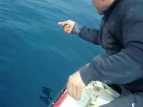 Film çeşme karareis mercan avı