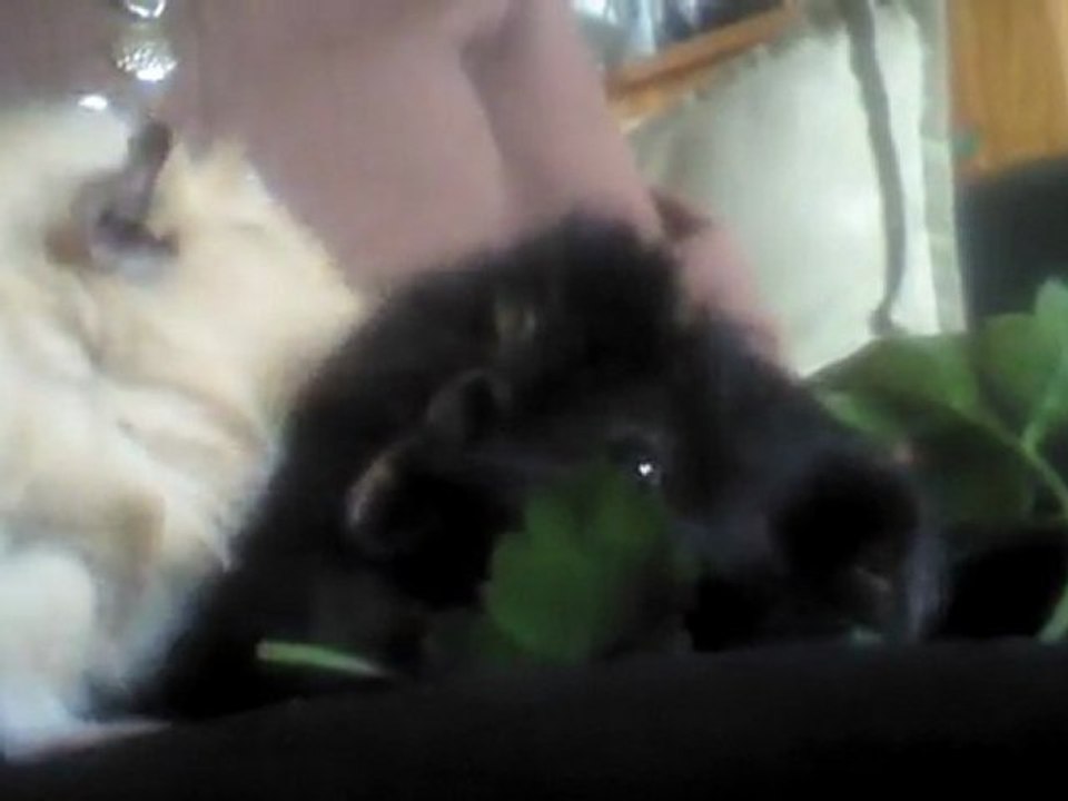 Cacahuette née le 10 février 2012