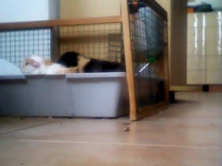 Cacahuette née le 10 février 2012_2