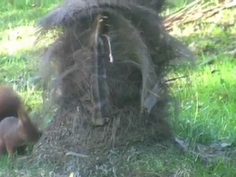 Une histoire d'écureuils...chez Pierre, filmés par Jean Yves