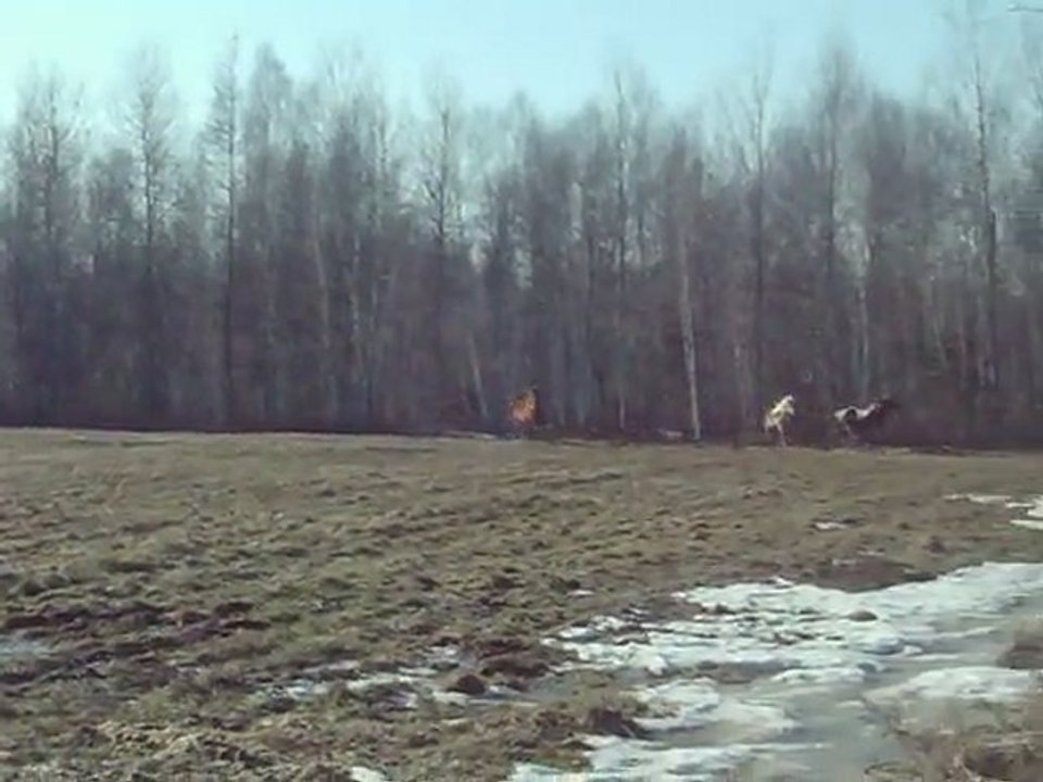 chevaux aux champs printemps 2012 002