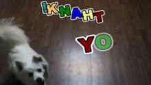 Human Dog Ozzy Triple Leaps to Say Thank You for visiting!