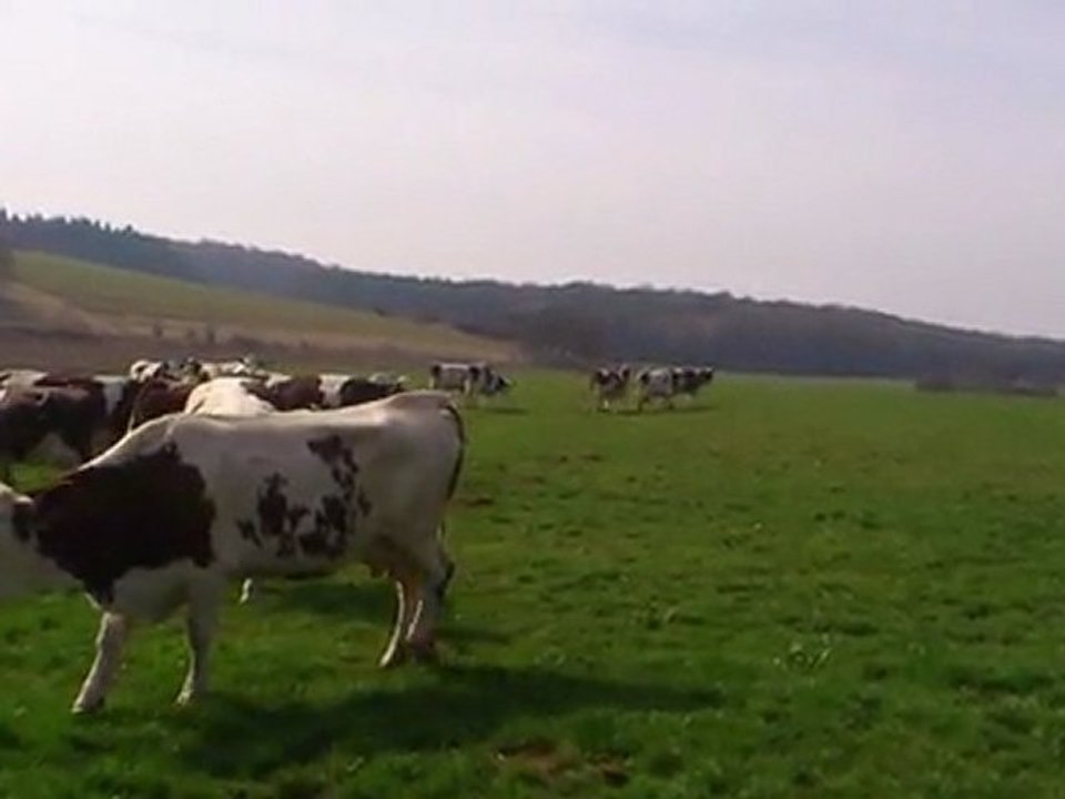 les vaches à la pâture