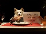 Human Dog Goes Fine Dining and Wine Tasting with Hands