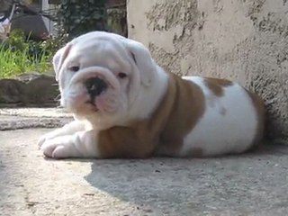 Hogan des charmes d-halliwelle à 6 semaines