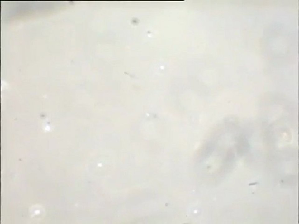 Examen de l'eau brute d 'Achères