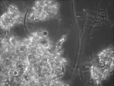 Examen au microscope des boues activées d'une fabrique de tabac