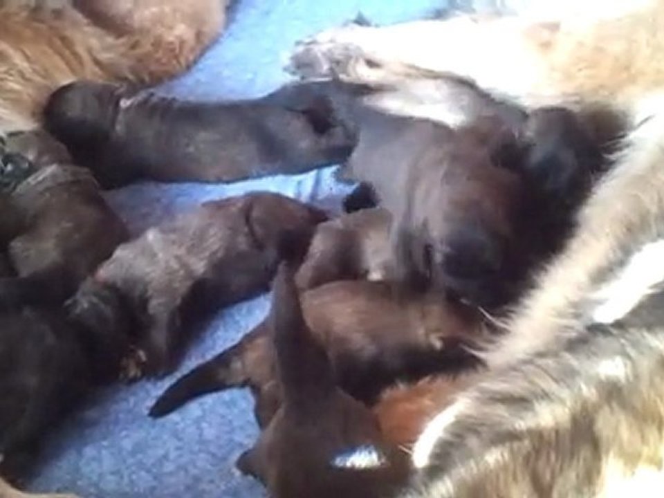 Vidéo des bbs Léonberg d' Edelweiss et  Dakota de la forêt d' Oxalis. BBs  de 16 jours,