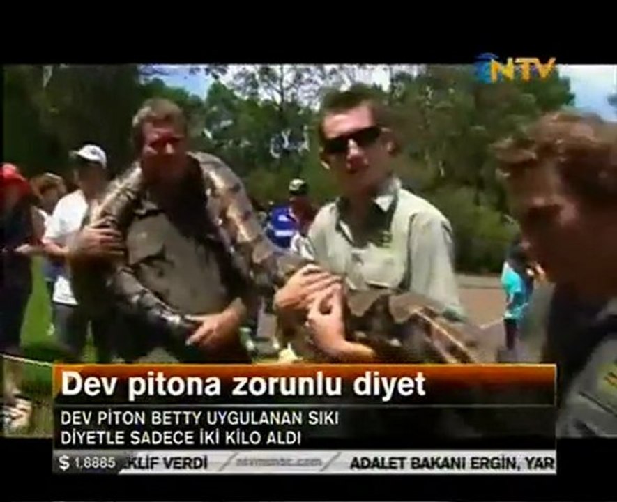 Dev Pitona Diyet Uygulandı!