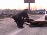 Polisler Telef Olan Atların Başında Nöbet Tuttu