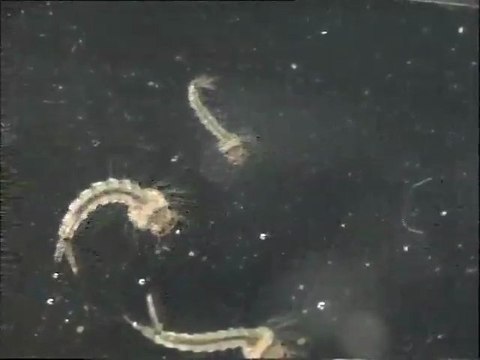 Examen de larves de moustiques à la binoculaire