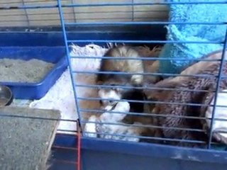 "ganja" furette à adopter chez  "furet et compagnie"
