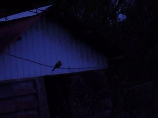 oiseau joueur