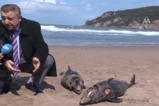 Silahla vurulmuş yunus