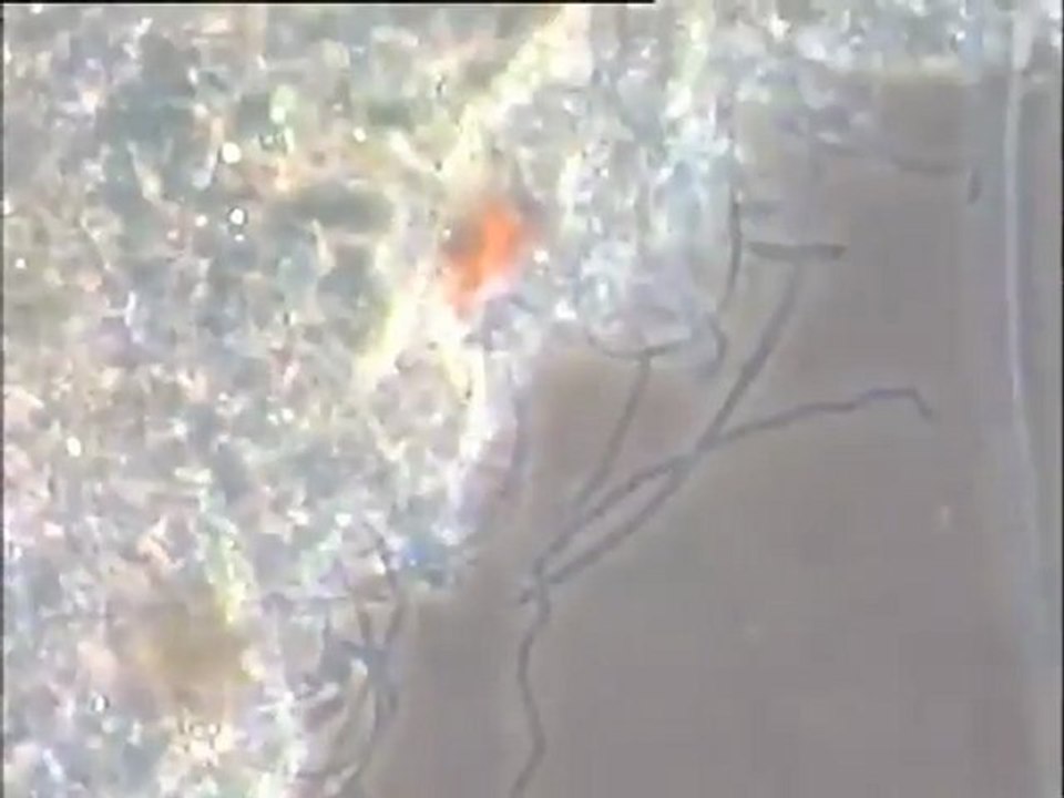 Détail des filaments et de la micro-faune d'une boue filamenteuse